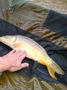 Mirror Carp