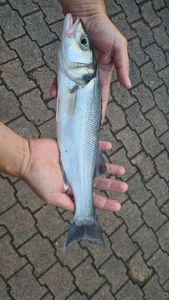 European Bass (Seabass)