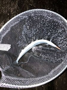 Garfish