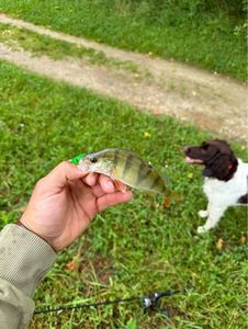 European Perch