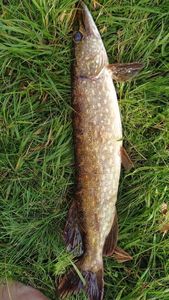 Northern Pike