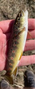 Brown Trout