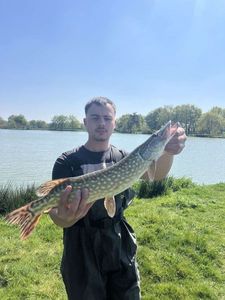 Northern Pike