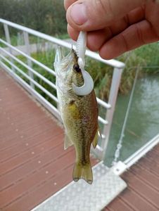 Largemouth Bass