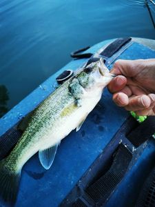 Largemouth Bass