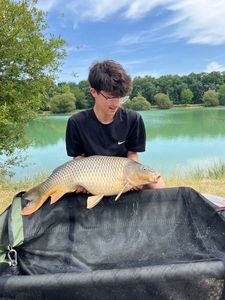 Common Carp