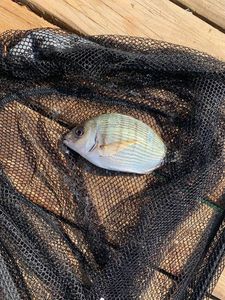 White Seabream