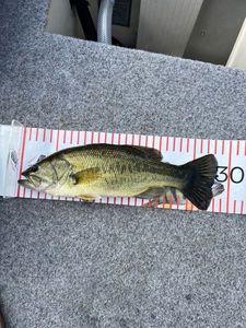 Largemouth Bass