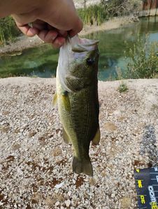 Largemouth Bass