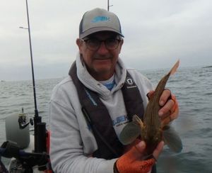 Red Gurnard