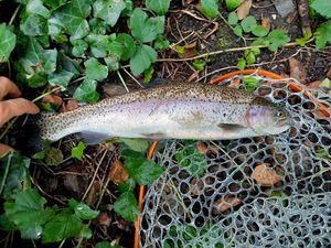 Rainbow Trout