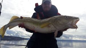 Atlantic Cod (Baltic)