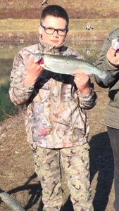 Rainbow Trout