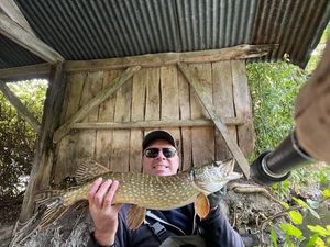 Northern Pike