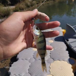 European Perch