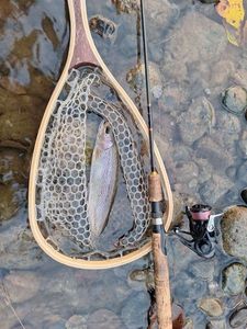 Rainbow Trout
