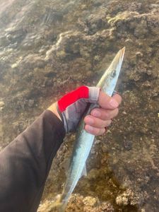 Obtuse Barracuda