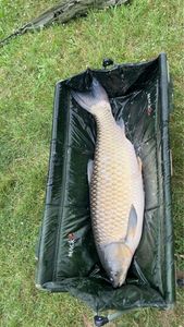 Grass Carp