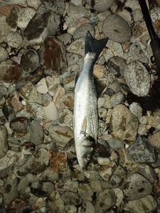 European Bass (Seabass)
