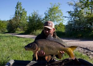 Common Carp