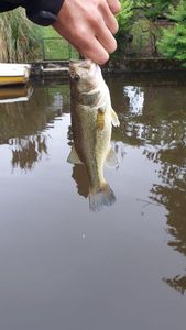 Largemouth Bass