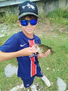 Largemouth Bass