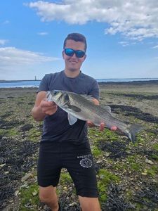European Bass (Seabass)