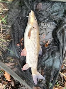 Barbel