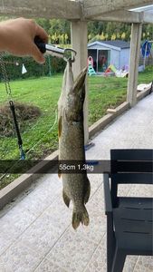 Northern Pike