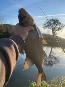 Common Bream