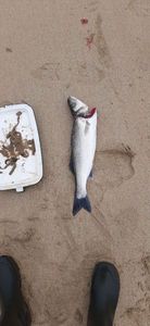 European Bass (Seabass)