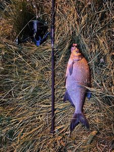 Common Bream