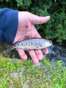 Rainbow Trout