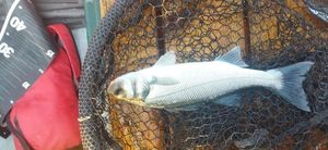 European Bass (Seabass)