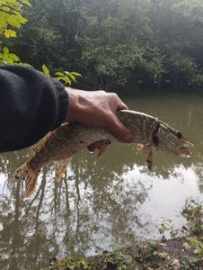 Northern Pike