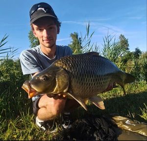 Common Carp