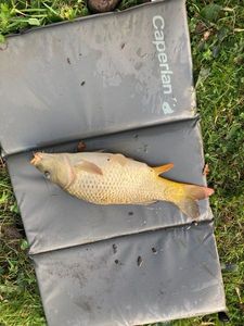 Common Carp
