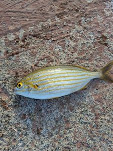 Salema