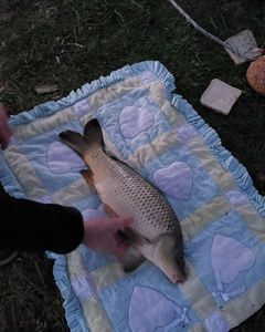 Silver Carp