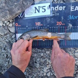 Arctic Char
