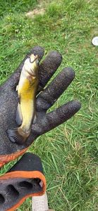Black Bullhead