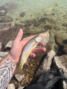 Brook Trout