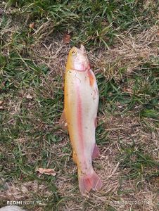 Cutthroat Trout