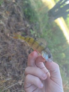 European Perch