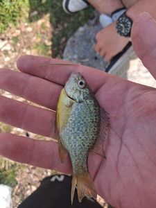 Pumpkinseed
