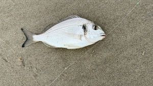 Gilthead Seabream