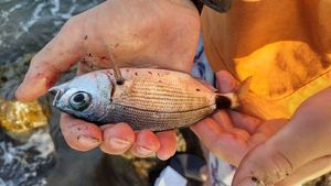 Saddled Seabream