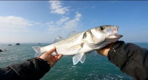 European Bass (Seabass)