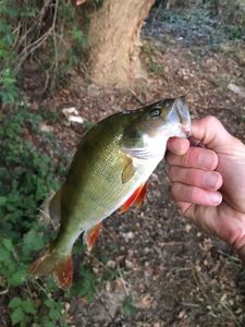 European Perch