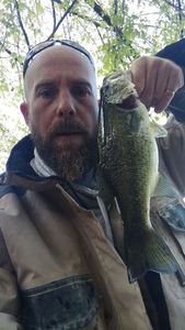 Largemouth Bass